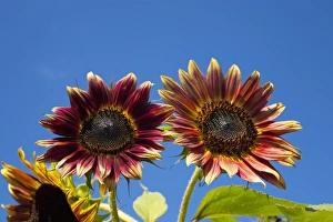Images Dated 11th September 2011: Orange Sunflowers -Helianthus annuus-, Adamsville, Quebec, Canada