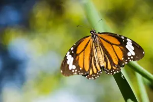 Lepidopteron Prints: Orange tiger (Salatura genutia)