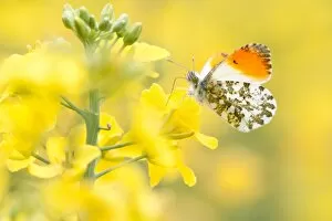 Images Dated 29th April 2012: Orange Tip -Anthocharis cardamines-, male, in a rape field, North Hesse, Hesse, Germany