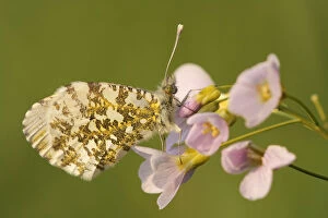Images Dated 8th May 2010: Orange tip butterfly -Anthocharis cardamines-, female on Cuckoo Flower or Ladys Smock -Cardamine