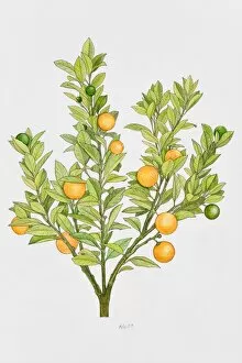 Vertical Image Gallery: Orange tree