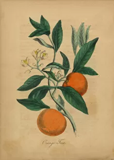 Images Dated 6th July 2016: Orange Tree Victorian Botanical Illustration
