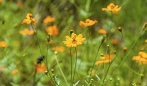 Orange wildflowers, Garden Cosmos or Mexican Asters -Cosmos bipinnatus-, flower meadow, India