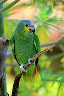 Captivity Collection: Orange-winged Amazon -Amazona amazonica-, adult on tree, native to South America, captive