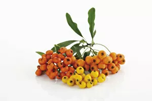 Images Dated 1st October 2007: Orange and yellow Firethorn -Pyracantha-