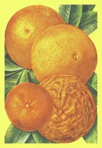 Orchard Prints: Oranges