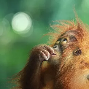 Images Dated 5th September 2012: Orangutan