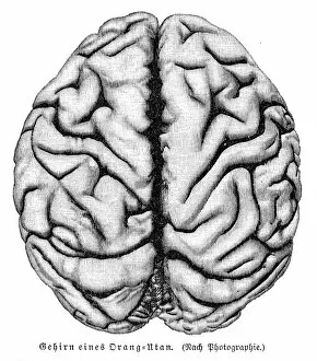 Orangutan brain anatomy engraving 1857