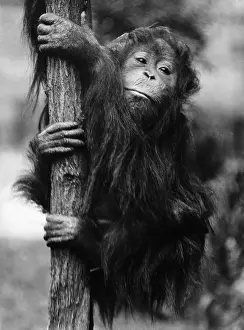 Orangutan Prints: Orangutan Clinging to Tree