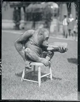 Orangutan Prints: Orangutan Drinking