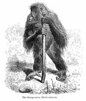 Images Dated 15th April 2017: Orangutan engraving 1878