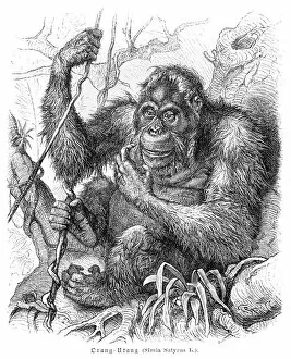 Images Dated 14th June 2015: Orangutan engraving 1882