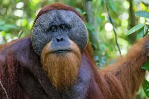 Images Dated 23rd January 2017: Orangutan male, Indonesia