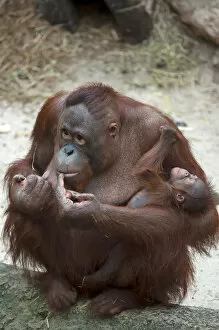 Images Dated 23rd May 2014: Orangutan -Pongo pygmaeus-, adult female holding an infant, captive, Germany