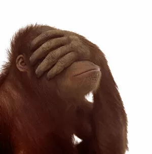 Images Dated 2nd September 2005: Orangutan (Pongo pygmaeus) covering eyes with hand