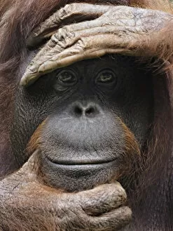 Images Dated 18th December 2014: Orangutan posing