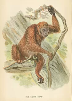 Monkey Collection: Orangutan primate 1894