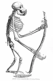 Images Dated 14th June 2015: Orangutan skeleton engraving 1882