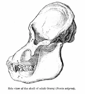 Images Dated 15th April 2017: Orangutan skull engraving 1878