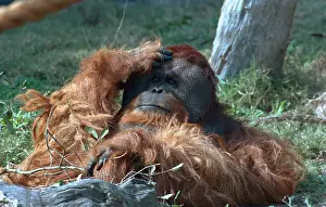 Orangutan Prints: Orangutan in Unusual Pose
