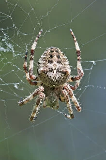 Spider Web Gallery: Orb Weaver -Araneus circe-, female, Mount Olympus, Litochoro, Central Macedonia, Greece