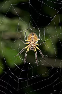 Orb-weaver spider -Araneidae- in warning coloration sitting in the center of a web, Tiputini, rainforest