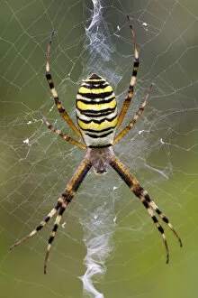 Images Dated 20th August 2014: Orb-weaving Spider -Argiope bruennichi-, Burgenland, Austria