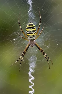 Stripe Collection: Orb-weaving Spider -Argiope bruennichi-, Burgenland, Austria