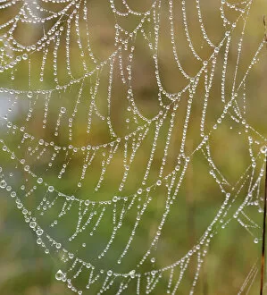 Images Dated 28th September 2014: Orb web of a Garden Cross Spider -Araneus diadematus- with dew drops, Bavaria, Germany