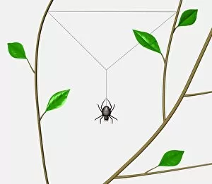 Orb Web Spider (Araneidae) beginning to weave web frame between tree branches