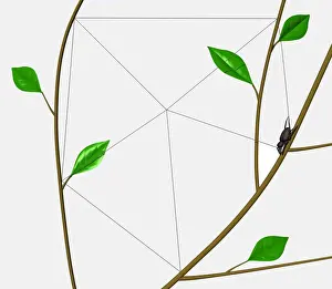 Arachnid Prints: Orb Web Spider (Araneidae) weaving outer frame of web between tree branches