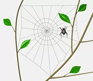 Branches Collection: Orb Web Spider (Araneidae) weaving spiral through web frame erected between tree branches