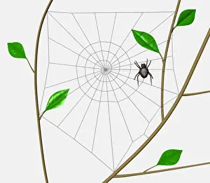 Branches Prints: Orb Web Spider (Araneidae) weaving spiral through web frame erected between tree branches