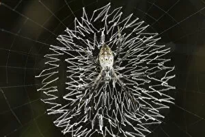 Spider Web Gallery: Orb-web spider, grass cross spider -Argiope catenulata- perched in the center of its circular web