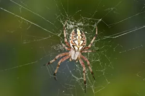 Orb-web Spider -Neoscona adianta- in its net, Lake Kerkini region, Greece, Europe