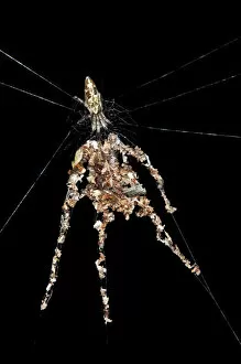 Images Dated 22nd March 2013: Orb-web Spider species -probably Cyclosa spec. -, building spider dummies with several legs