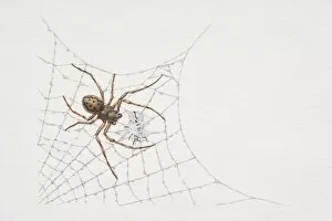 Arthropoda Gallery: Orb-web weaver spider on its web