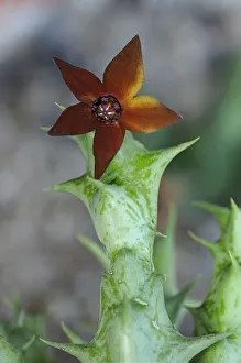 Succulent Plant Gallery: Orbea commutata, syn. Caralluma sprengeri