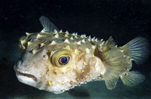 Images Dated 27th December 2010: Orbicular Burrfish -Cyclichtys orbicularis-, Red Sea, Egypt, Africa