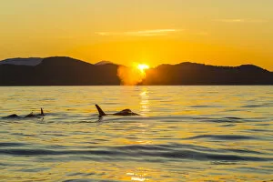Images Dated 5th September 2014: Orca Killer Whales (Orca orcinus) in sea at sunset, Pacific Northwest, USA