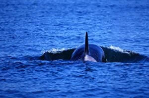 Art Wolfe Photography Gallery: Orca Whale, Glacier National Park, Alaska