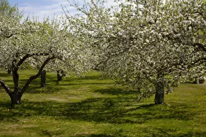 Images Dated 10th May 2013: Orchard, Apple trees -Malus domestica- in blossom in spring, Bromont, Eastern Townships