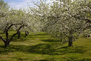 Images Dated 10th May 2013: Orchard, Apple trees -Malus domestica- in blossom in spring, Bromont, Eastern Townships