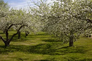 Apple Blossom Prints: Orchard, Apple trees -Malus domestica- in blossom in spring