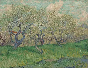 Orchard In Blossom