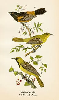 Images Dated 19th May 2017: Orchard oriole bird lithograph 1890