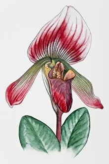 Flowerhead Gallery: Orchid