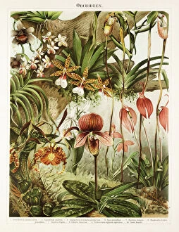 Images Dated 25th June 2015: Orchid Antique Chromolithograph 1896