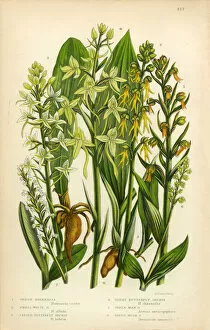 Images Dated 13th June 2016: Orchid, Butterfly Orchid, Lizard Orchid, Habenaria Victorian Botanical Illustration