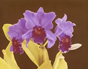 Coloured Background Prints: Orchid flowers on brown background, close-up